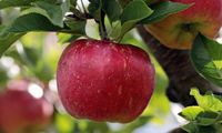 Bio-Apfelbaum mit roten &Auml;pfeln