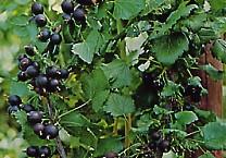 Jostabeere Dr. Bauer´s Jostine