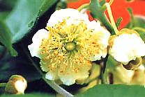 Kiwisorte Matua männlich bei Baumschule Brenninger