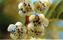 Kiwisorte Nostino männlich bei Baumschule Brenninger