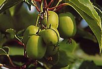 Kiwisorte Weiki männlich und weiblich bei Baumschule Brenninger