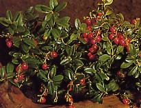 Preiselbeersorte Kulturpreiselbeere bei Baumschule Brenninger