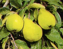 Quittensorte Berecziquitte