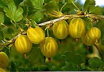 Stachelbeerensorte Hinnonmaeki gelbrüchtig bei Baumschule Brenninger