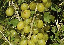 Stachelbeerensorte Invicta grünfrüchtig bei Baumschule Brenninger