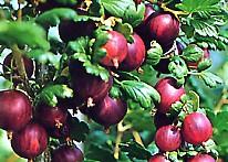 Stachelbeerensorte Rokula rotfrüchtig bei Baumschule Brenninger