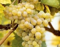 Weinrebe frühe Mallinger bei Baumschule Brenninger