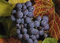 Weinrebe früher blauer Burgunder bei Baumschule Brenninger