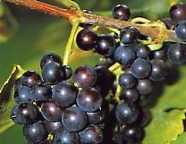 Weinrebe mehltauresistente Sorte Buffalo bei Baumschule Brenninger