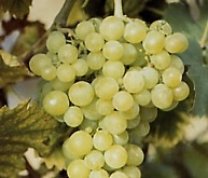 Weinrebe mehltauresistente Sorte Phönix bei Baumschule Brenninger