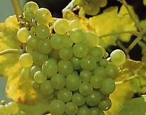 Weinrebe weißer Gutedel bei Baumschule Brenninger