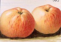 Apfelsorte Dülmener Rosenapfel