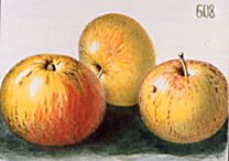 Apfelsorte Edelborsdorfer bei Baumschule Brenninger