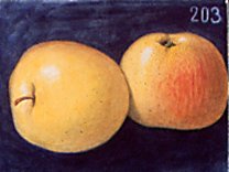 Apfelsorte Fillippa Cox-ähnlich bei Baumschule Brennninger