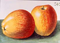 Apfelsorte Finkenwärder Prinzenapfel bei Baumschule Brenninger