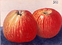 Apfelsorte Gewürzluiken bei Baumschule Brenninger