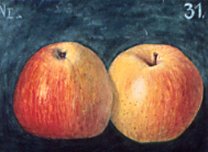 Apfelsorte Goldparmäne bei Baumschule Brenninger