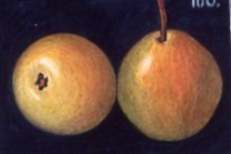 Schweizer Wasserbirne