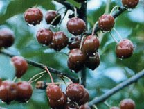 beutelsbacher_rexelle